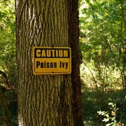 Top Ten Things to Know About Poison Ivy